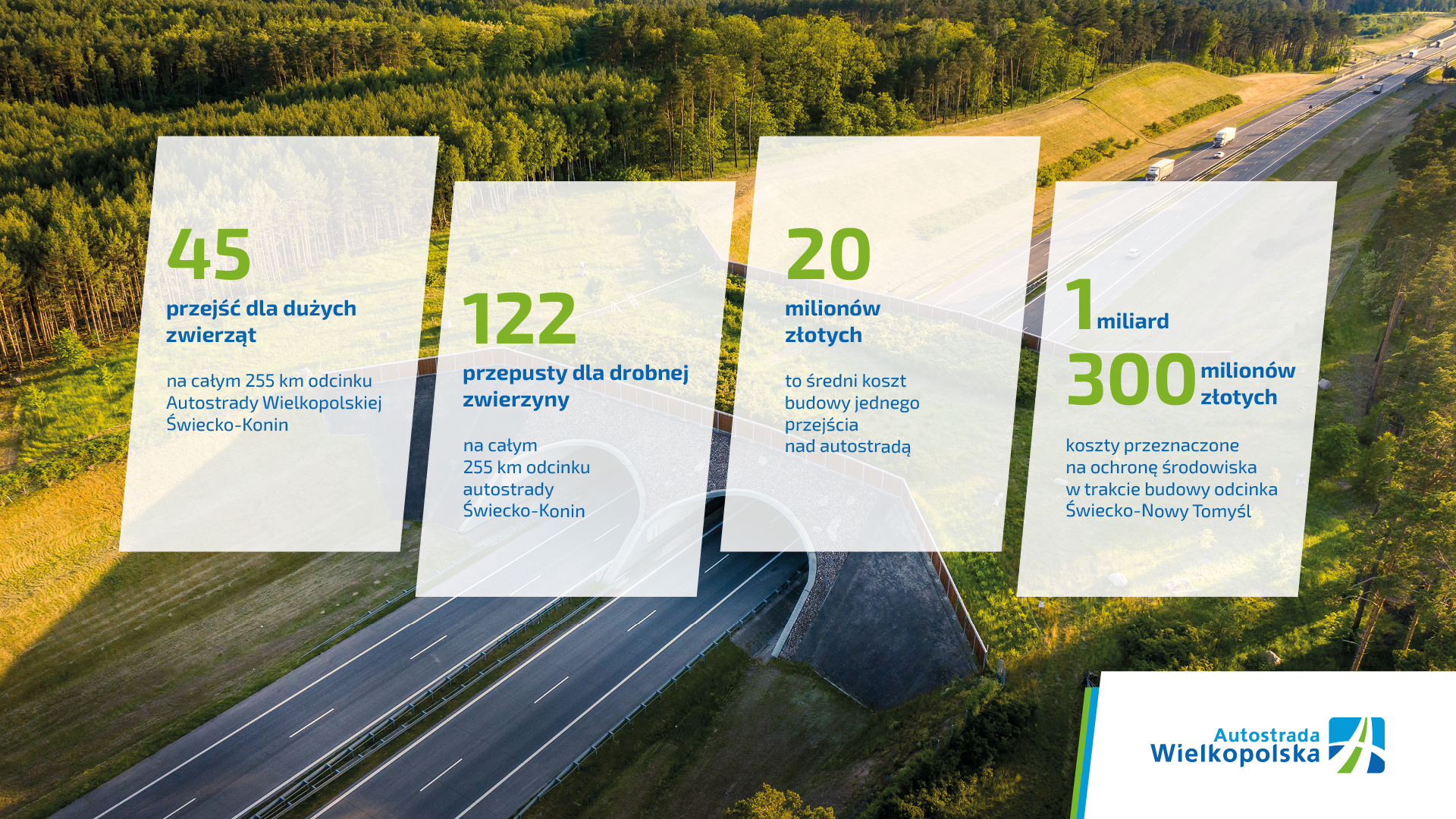Traszka grzebieniasta na autostradzie
